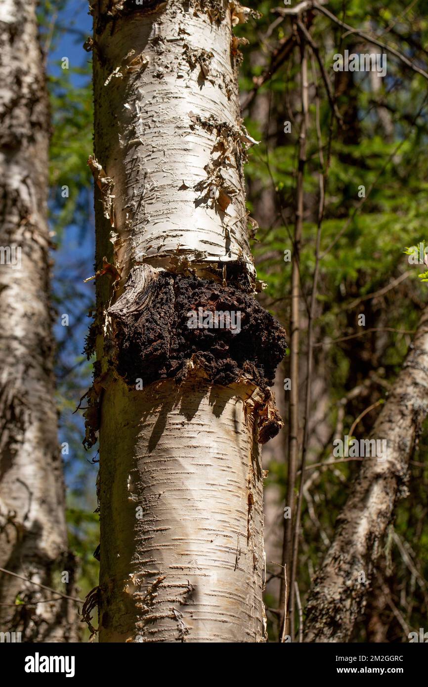 Chaga fungus, Inonotus obliquus, growing on the trunk of a red birch tree, Betula occidentalis, above Callahan Creek,Troy, Montana. Stock Photo