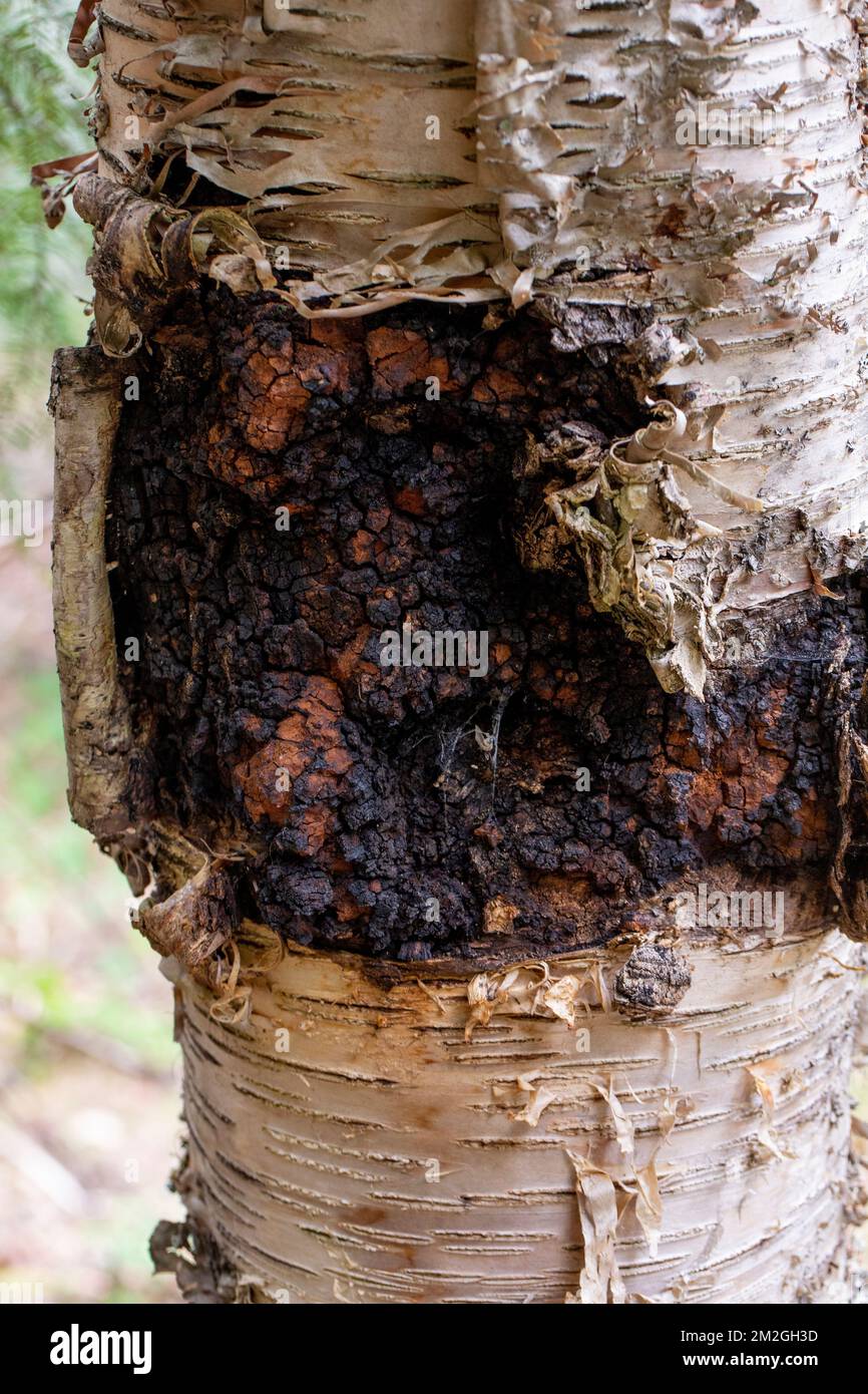 Chaga fungus, Inonotus obliquus, growing on the trunk of a red birch tree, Betula occidentalis, above Callahan Creek,Troy, Montana. Stock Photo
