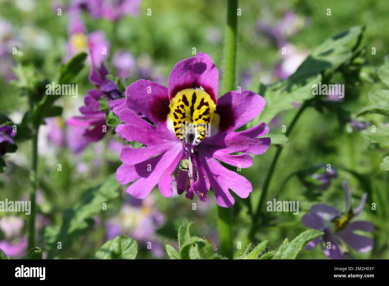 Butterfly Flower (Schizanthus wisetonensis) Stock Photo