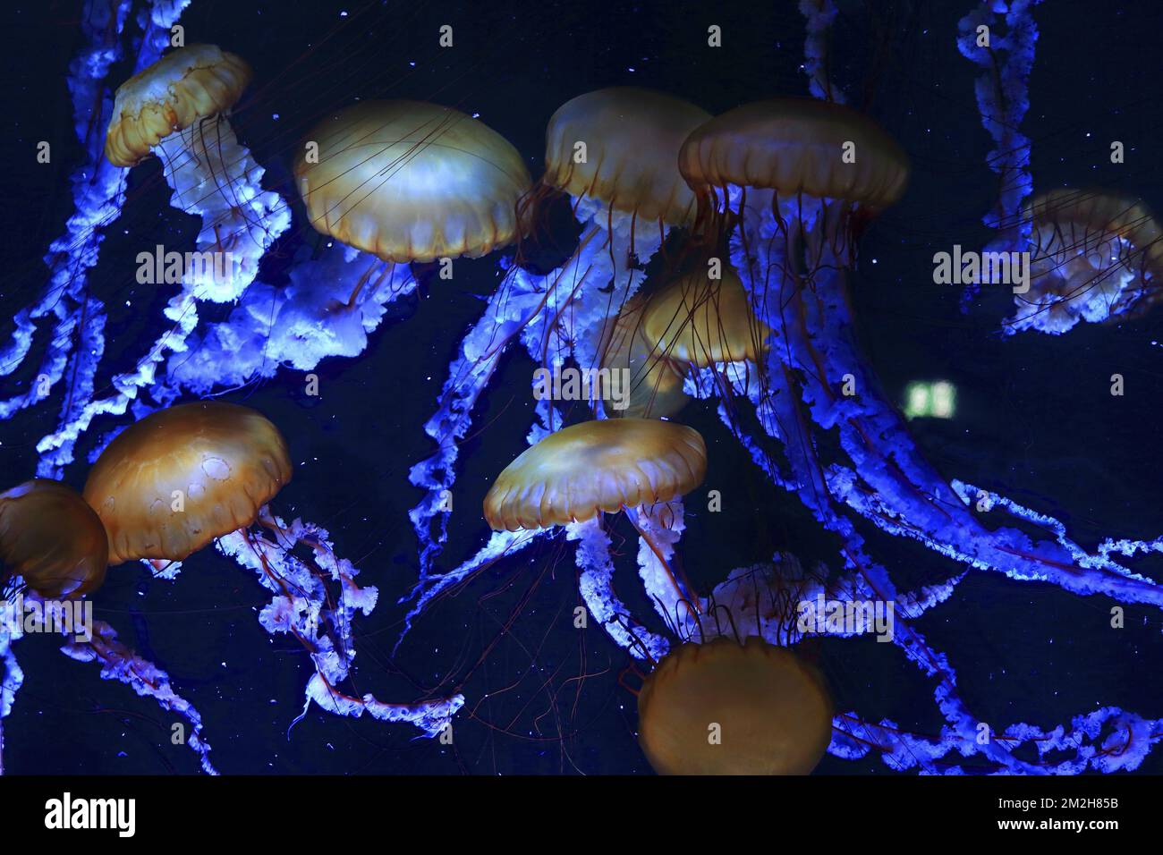Jellyfishs | Méduses 08/06/2018 Stock Photo