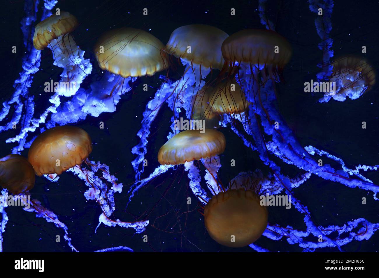 Jellyfishs | Méduses 08/06/2018 Stock Photo