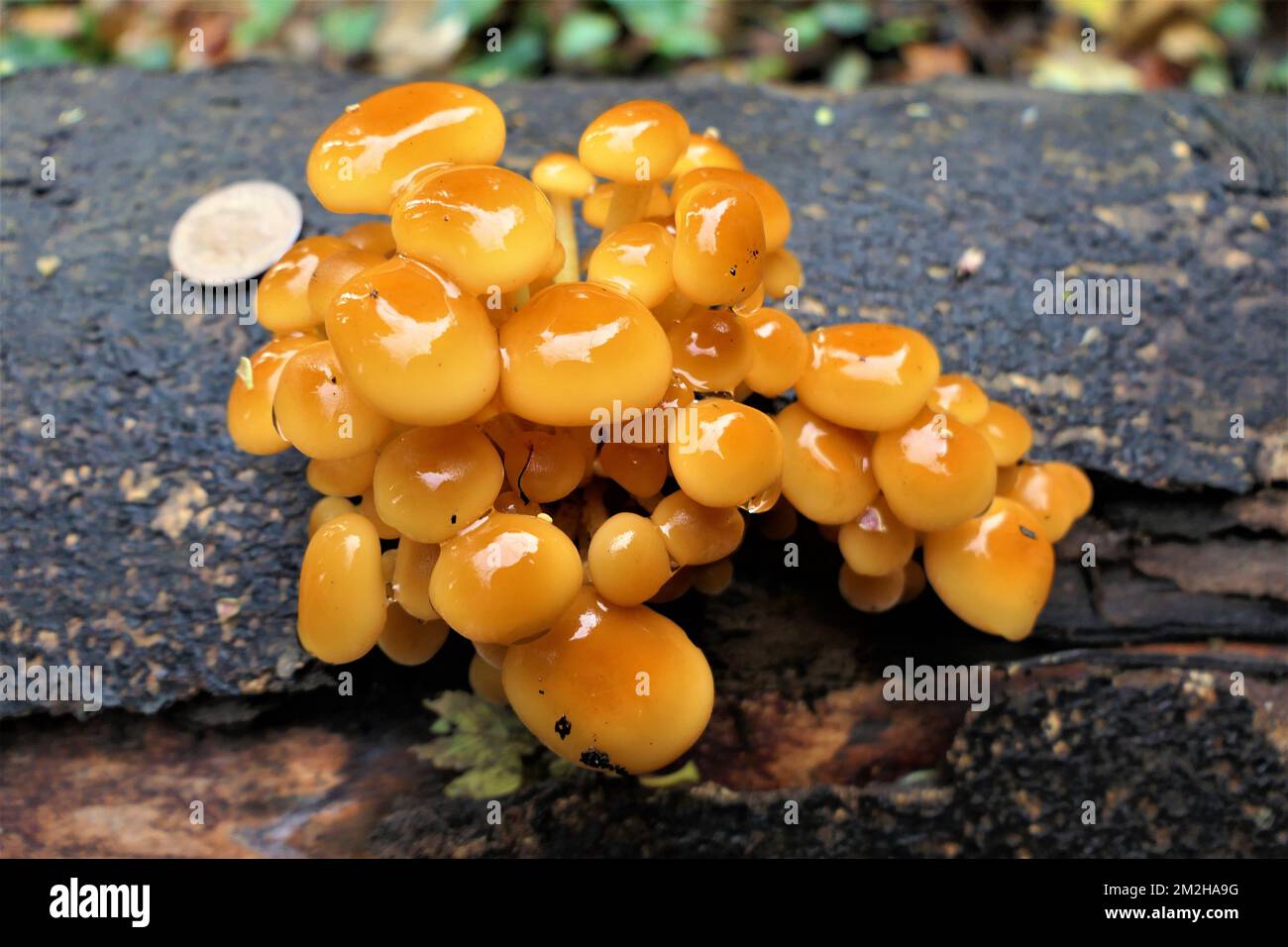 mushrooms foraging in Birmingham UK Stock Photo Alamy