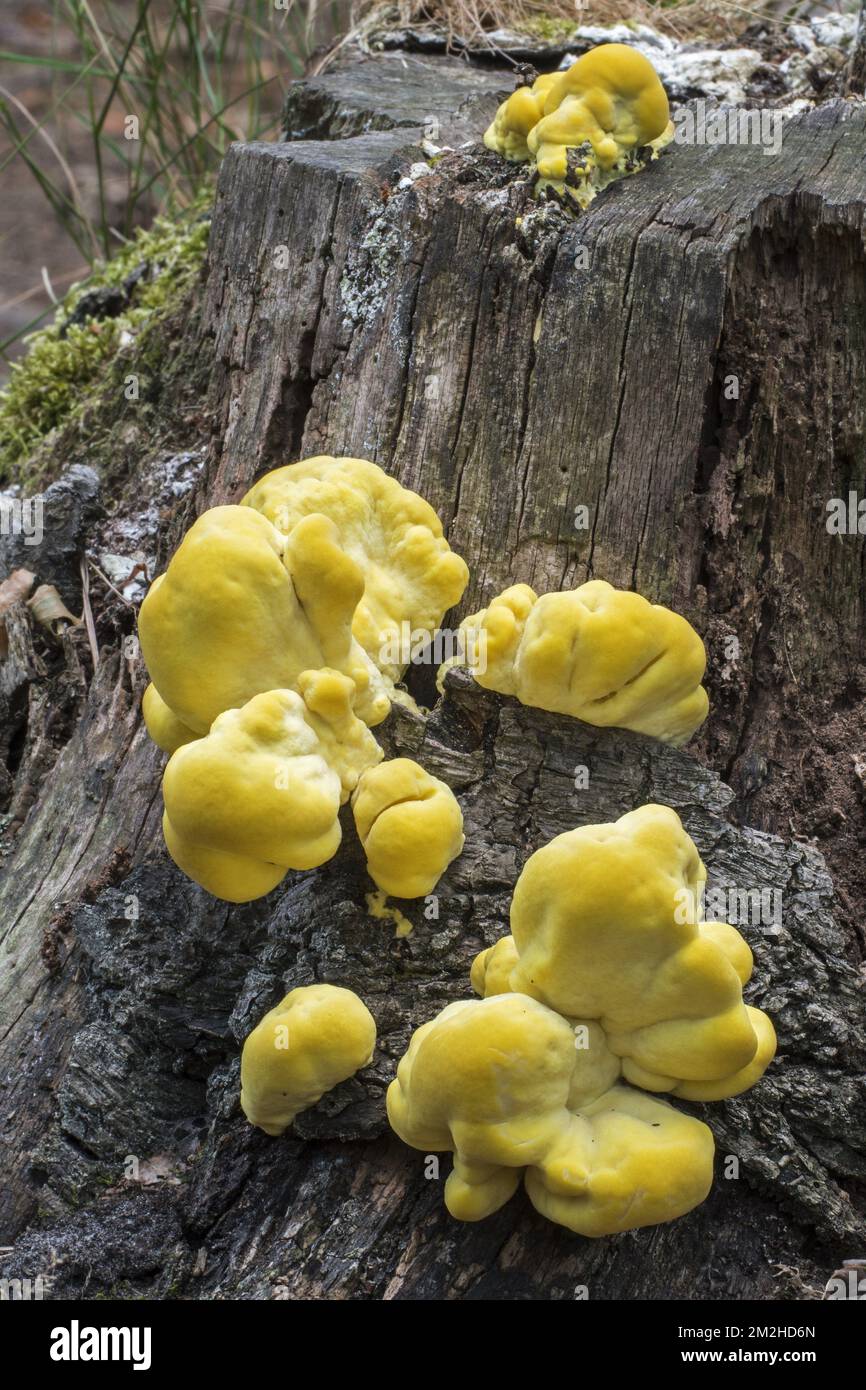 Crab-of-the-woods / sulphur polypore / sulphur shelf / chicken-of-the-woods (Laetiporus sulphureus) early stage growing on dead tree stump in summer | Polypore soufré / Polyporus sulphureus / Polyporus sulfureus (Laetiporus sulphureus) en été 24/07/2018 Stock Photo