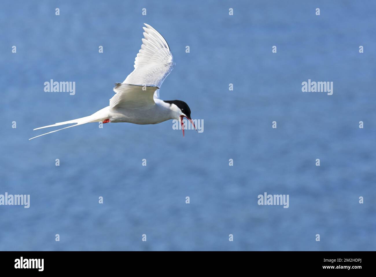 Arctic tern (Sterna paradisaea) flying over sea water / Atlantic Ocean