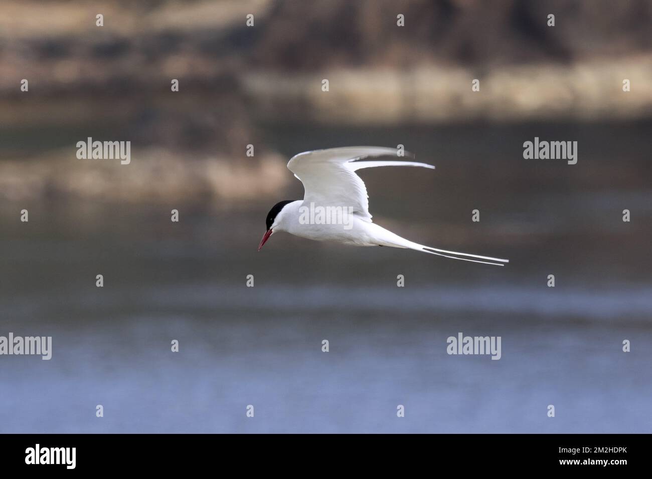 Arctic tern (Sterna paradisaea) flying over sea and spotting fish below