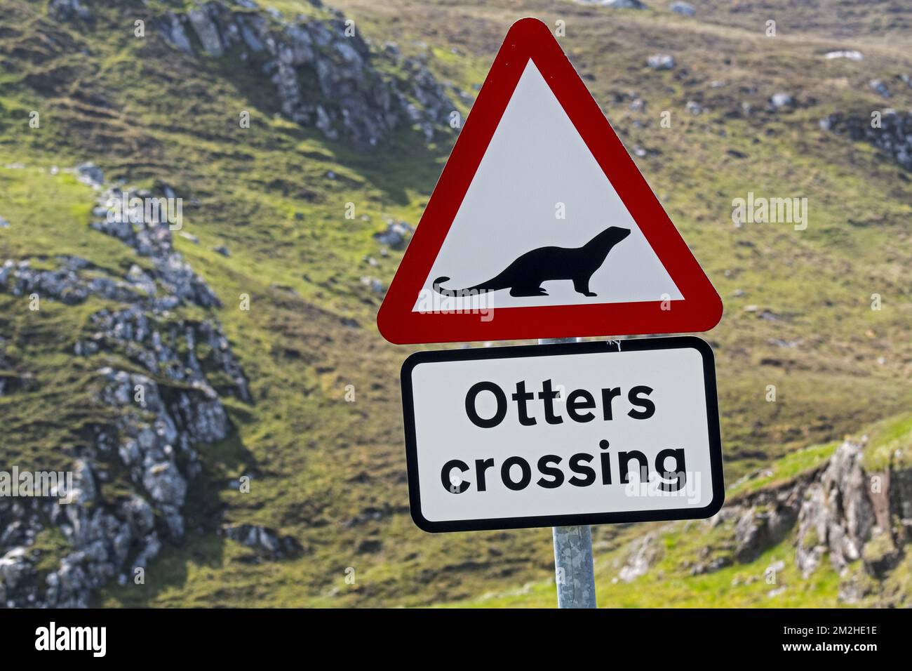 Eurasian otter / European otter (Lutra lutra) road warning sign for otters crossing street in coastal Scotland, UK | Panneau de signalisation pour loutre d'Europe / loutre européenne (Lutra lutra) 09/06/2018 Stock Photo