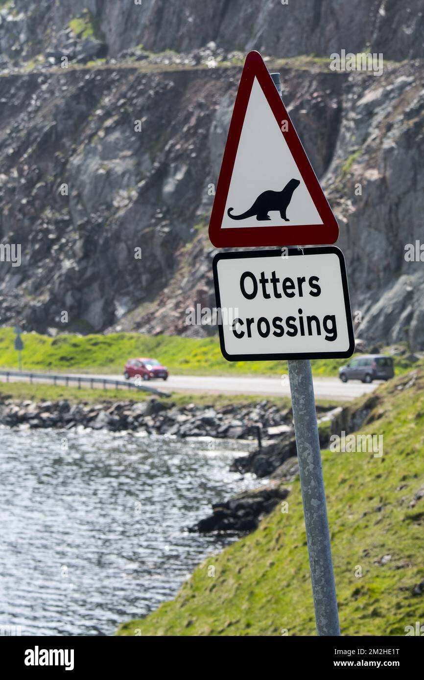 Eurasian otter / European otter (Lutra lutra) road warning sign for otters crossing street at Mavis Grind in Northmavine, Shetland Isles, Scotland, UK | Panneau de signalisation pour loutre d'Europe / loutre européenne (Lutra lutra) 09/06/2018 Stock Photo
