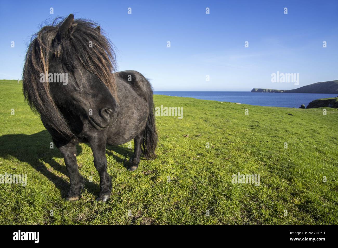 Black Shetland pony in field along the coast on the Shetland Islands, Scotland, UK | Poney shetland 11/06/2018 Stock Photo