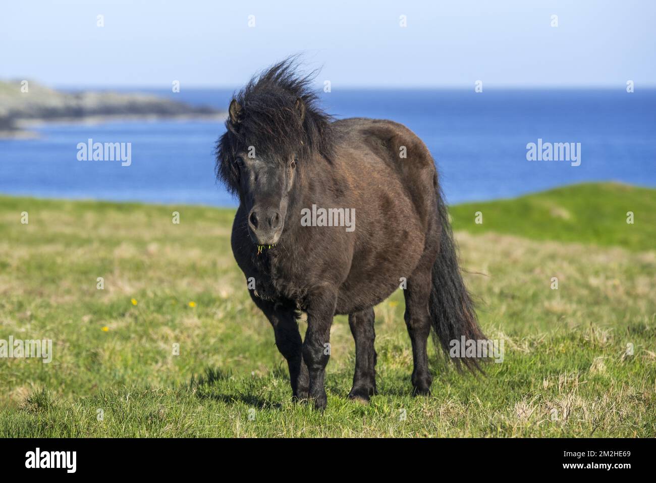 Black Shetland pony in field along the coast on the Shetland Islands, Scotland, UK | Poney shetland 11/06/2018 Stock Photo