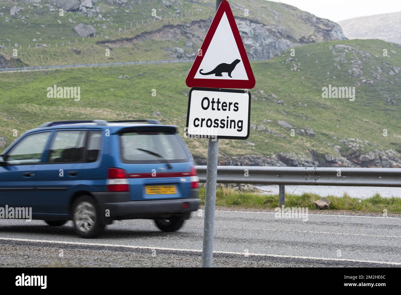 Eurasian otter / European otter (Lutra lutra) road warning sign for otters crossing street in coastal Scotland, UK | Panneau de signalisation pour loutre d'Europe / loutre européenne (Lutra lutra) 09/06/2018 Stock Photo