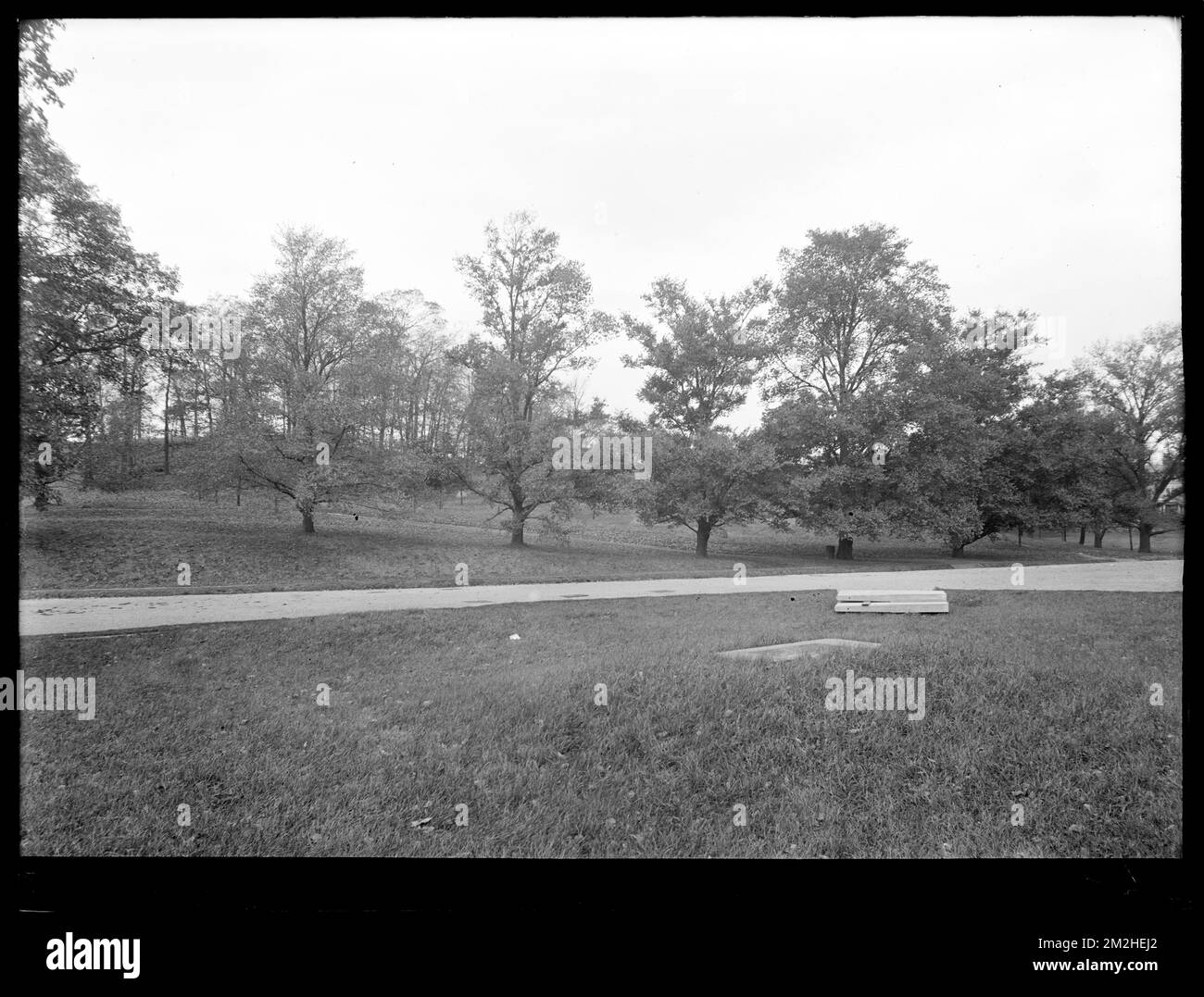 Distribution Department, Chestnut Hill Reservoir, work on English Elm ...
