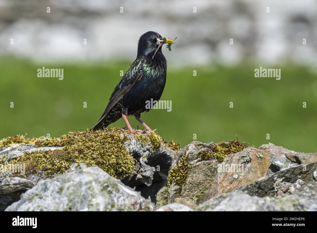 Common starling / European starling (Sturnus vulgaris) with twig in beak for building nest inside dry stone wall in spring, Scotland, UK | Étourneau sansonnet (Sturnus vulgaris) 12/07/2018 Stock Photo