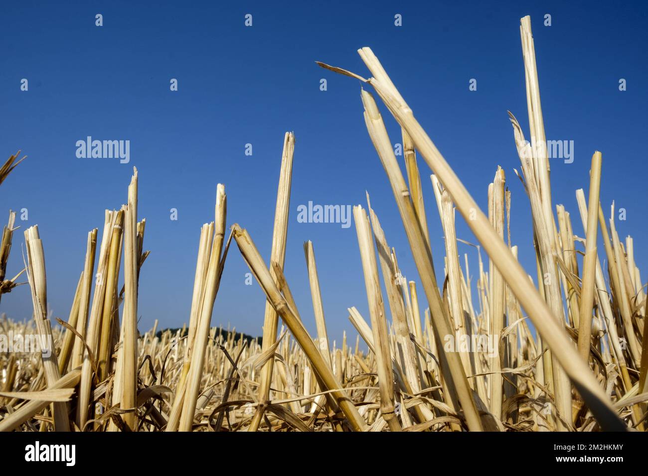 Because of the heat wave, the wheat are cutted very soon in the season and the hay are collected | Les bles sont coupes tres tot dans la saison cette anne. La paille a ete recoltee en avance. 05/08/2018 Stock Photo
