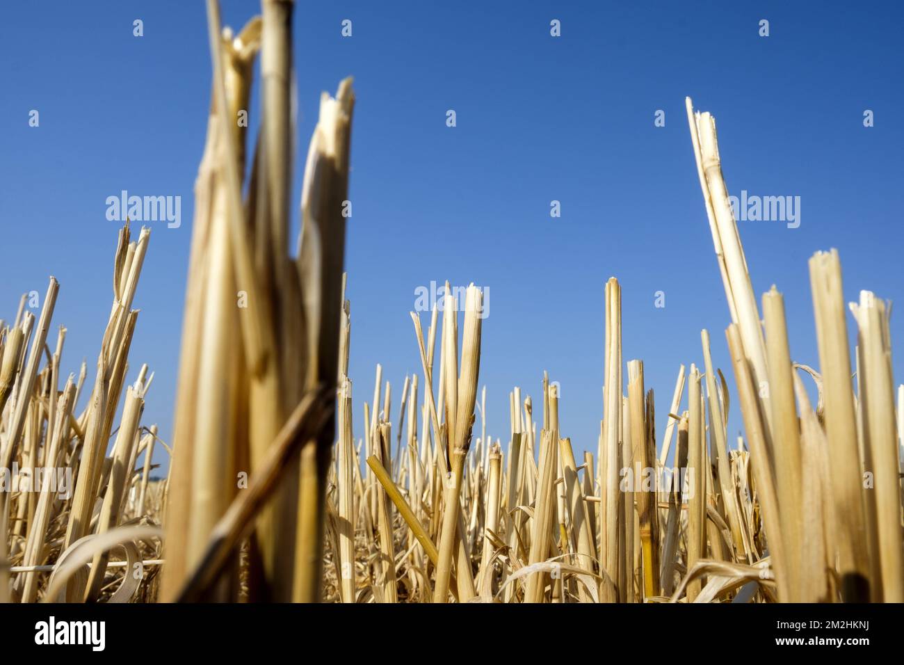 Because of the heat wave, the wheat are cutted very soon in the season and the hay are collected | Les bles sont coupes tres tot dans la saison cette anne. La paille a ete recoltee en avance. 05/08/2018 Stock Photo