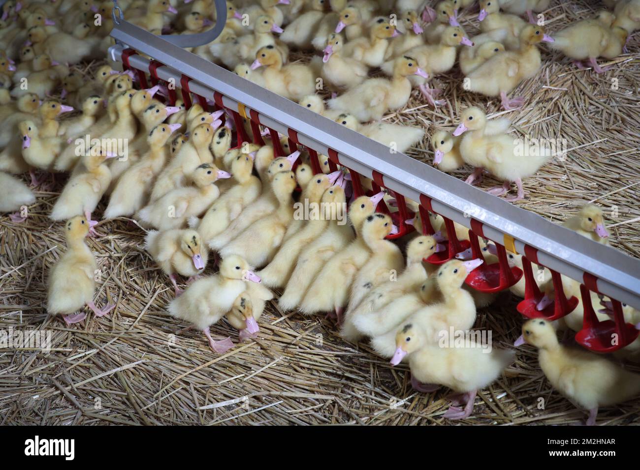 Illustration shows ducklings at a visit at the Sauveniere farm which produce Foie Gras, in Florennes, ducklings at, Friday 10 August 2018. BELGA PHOTO VIRGINIE LEFOUR Stock Photo