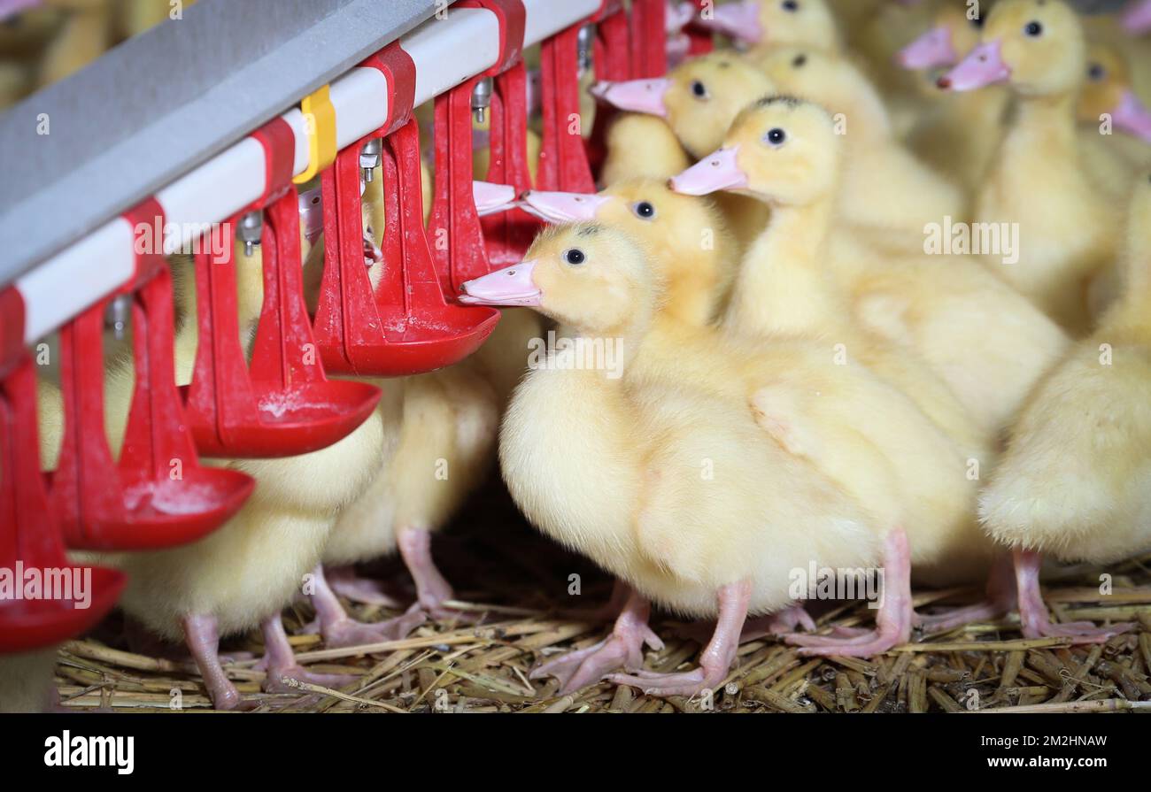 Illustration shows ducklings at a visit at the Sauveniere farm which produce Foie Gras, in Florennes, ducklings at, Friday 10 August 2018. BELGA PHOTO VIRGINIE LEFOUR Stock Photo