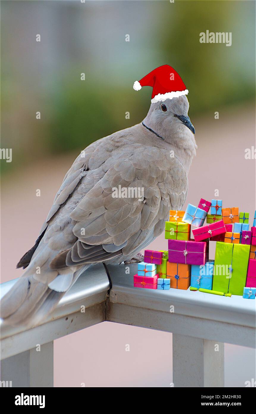 Santa Claus doves | Pigeons Père Noël 12/08/2018 Stock Photo
