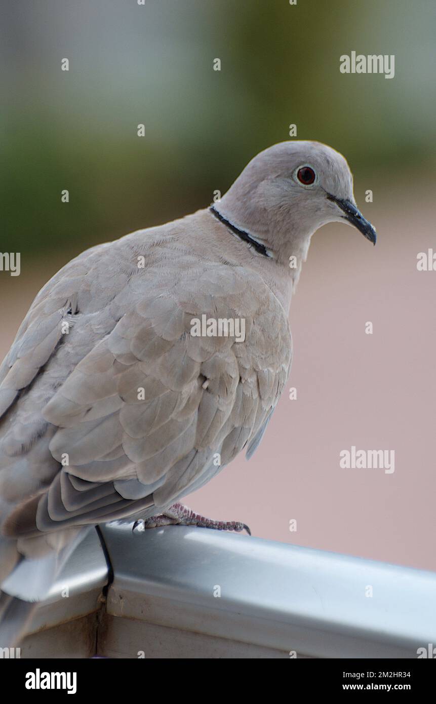 doves | pigeons 11/08/2018 Stock Photo