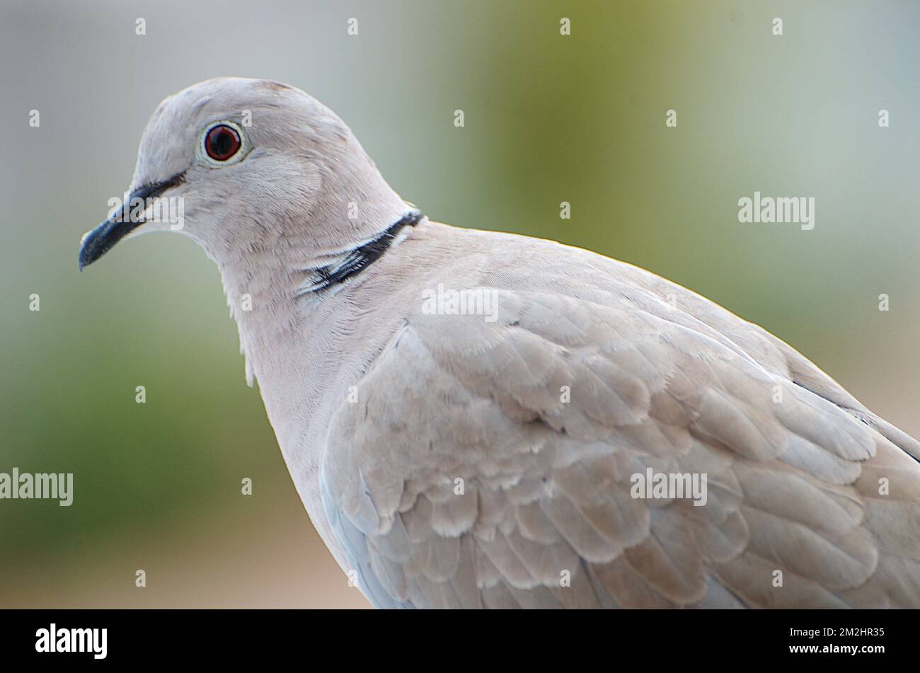 Doves | Pigeons 11/08/2018 Stock Photo