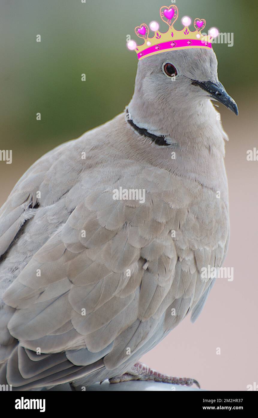 King of doves | Roi des pigeons 12/08/2018 Stock Photo