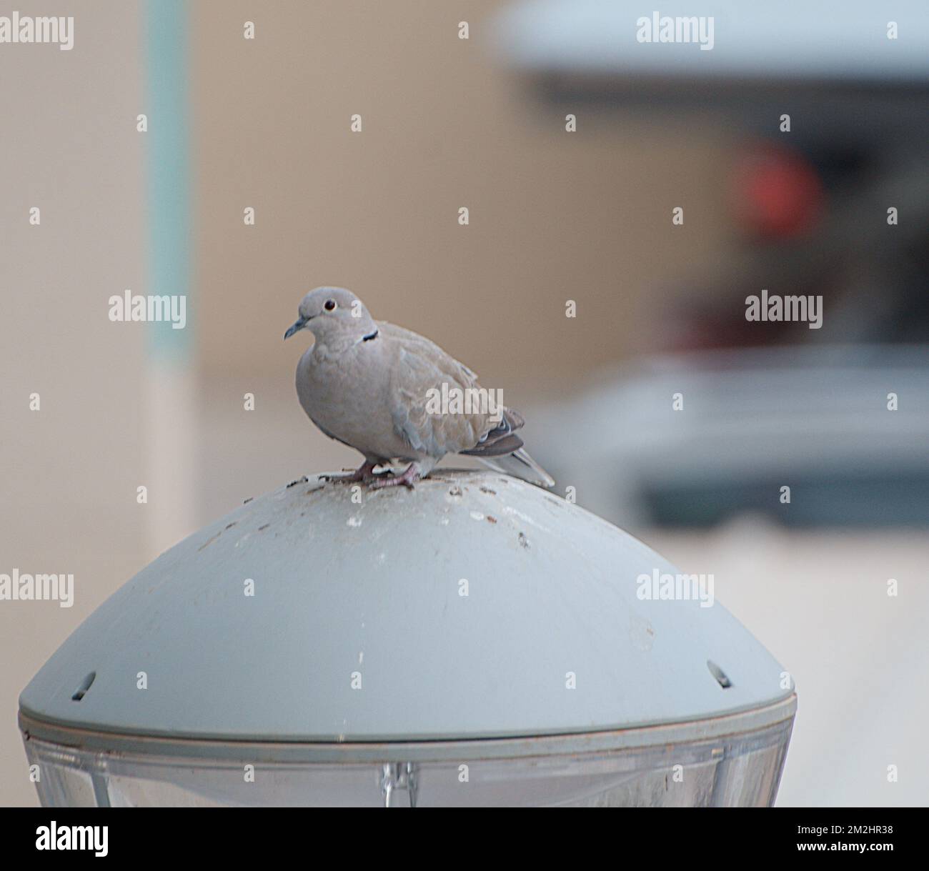 Doves | Pigeons 11/08/2018 Stock Photo