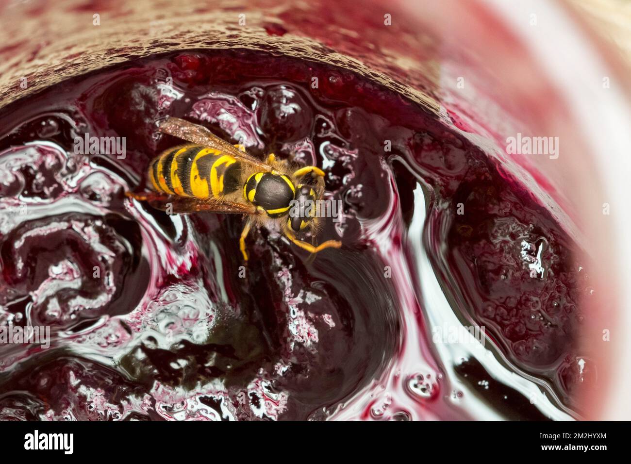 Common wasp (Vespula vulgaris) inside open jar / pot of jam / marmelade