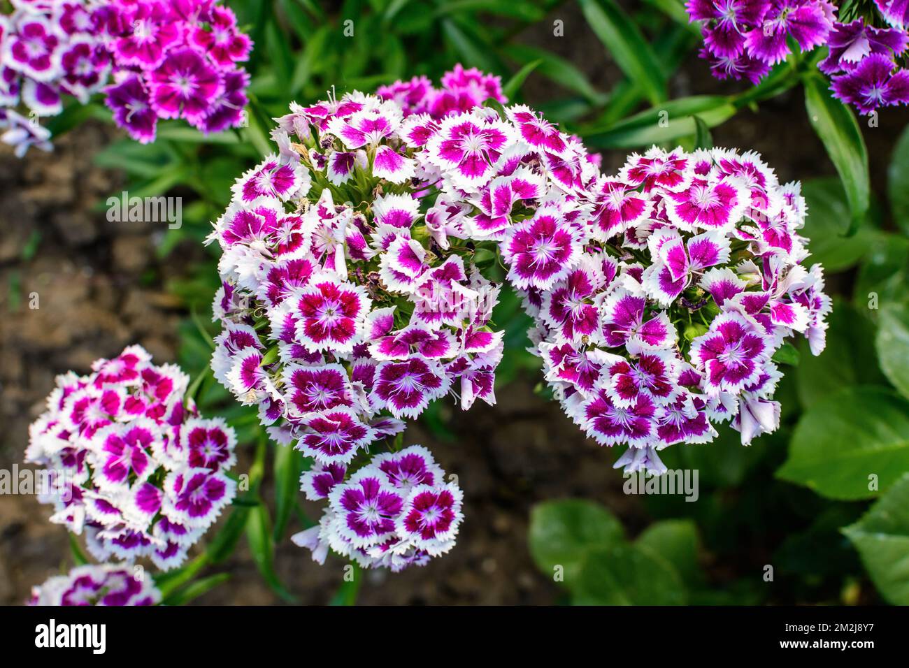 Many small vivid pink flowers of Dianthus barbatus or the sweet William plant in a British cottage style garden in a sunny summer day, beautiful outdo Stock Photo