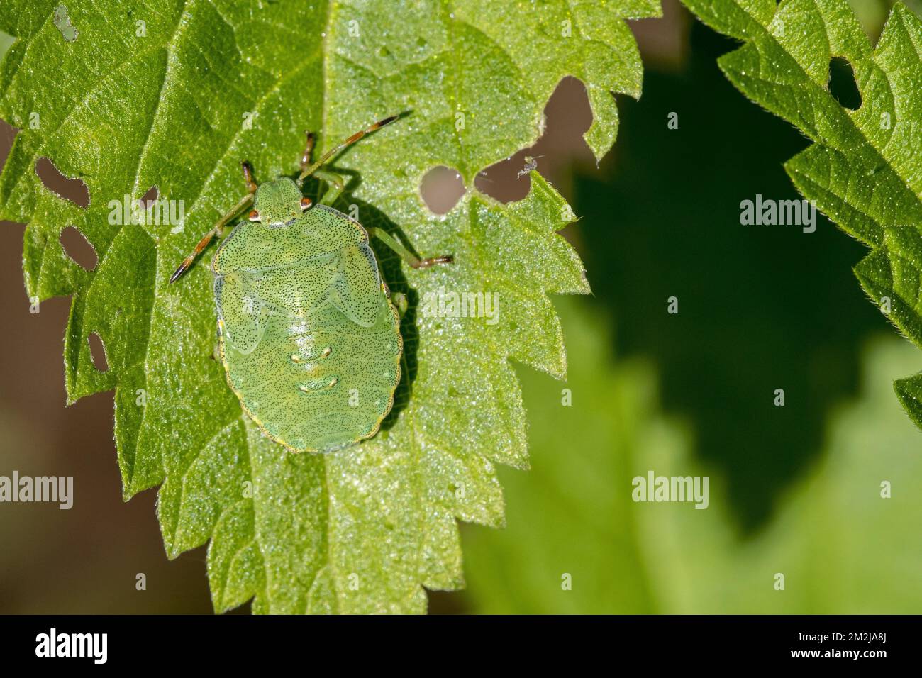 Green shield bug (Palomena prasina) nymph on leaf showing camouflage colours | Punaise verte (Palomena prasina) nymphe / larve 01/09/2018 Stock Photo