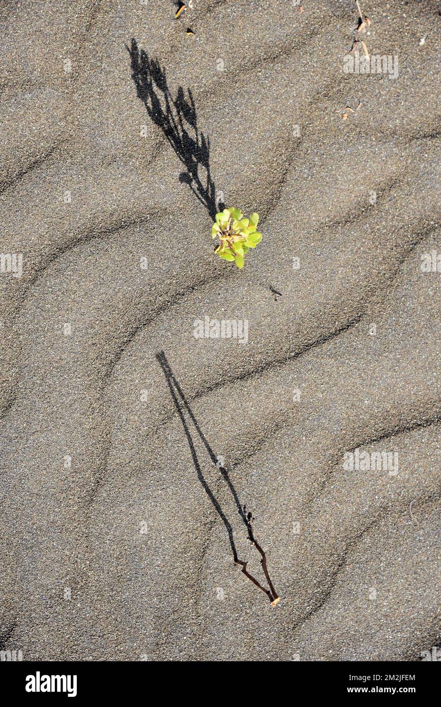 Green plant shadow on beach sand, Survada beach, Valsad, Gujarat, India, Asia Stock Photo