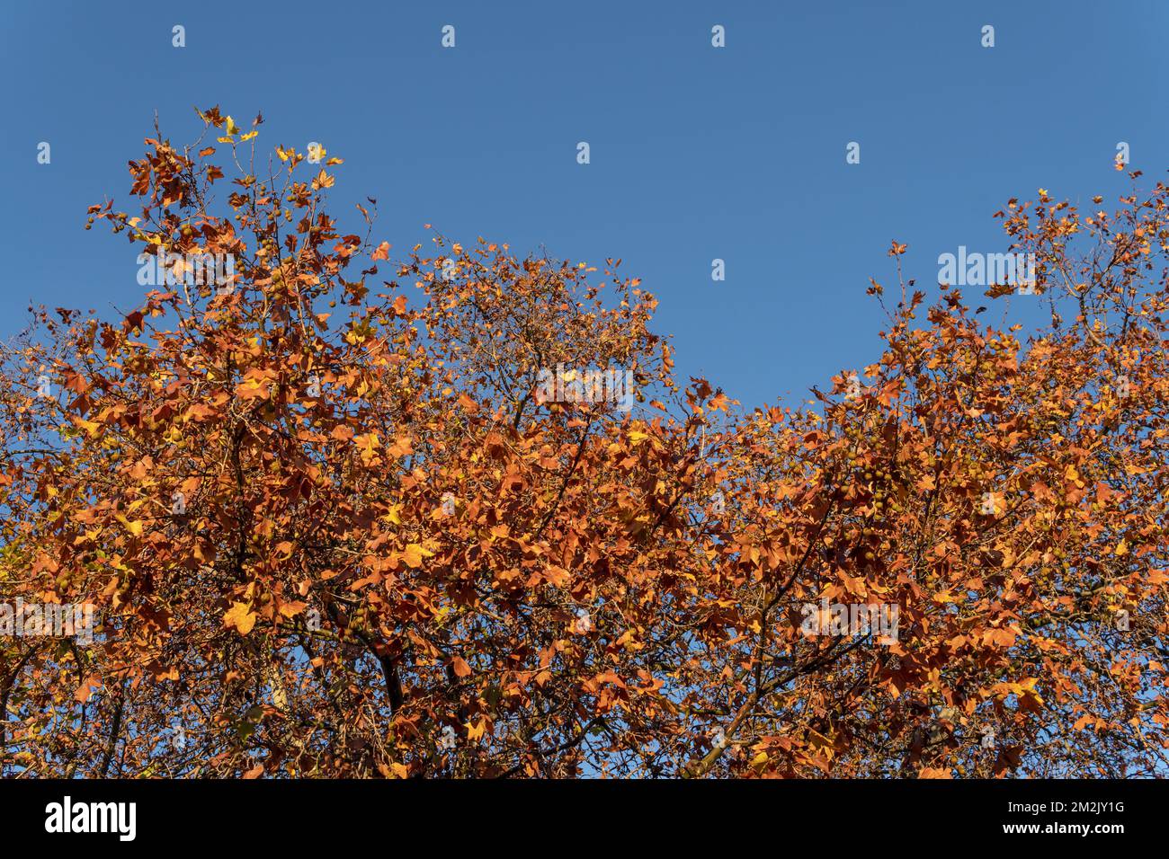 Western plane tree, Platanus hispanica, on a sunny autumn morning with orange leaves. Island of Mallorca, Spain Stock Photo