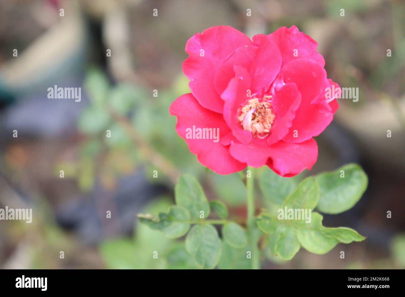 pink rose on tree in farm for harvest Stock Photo