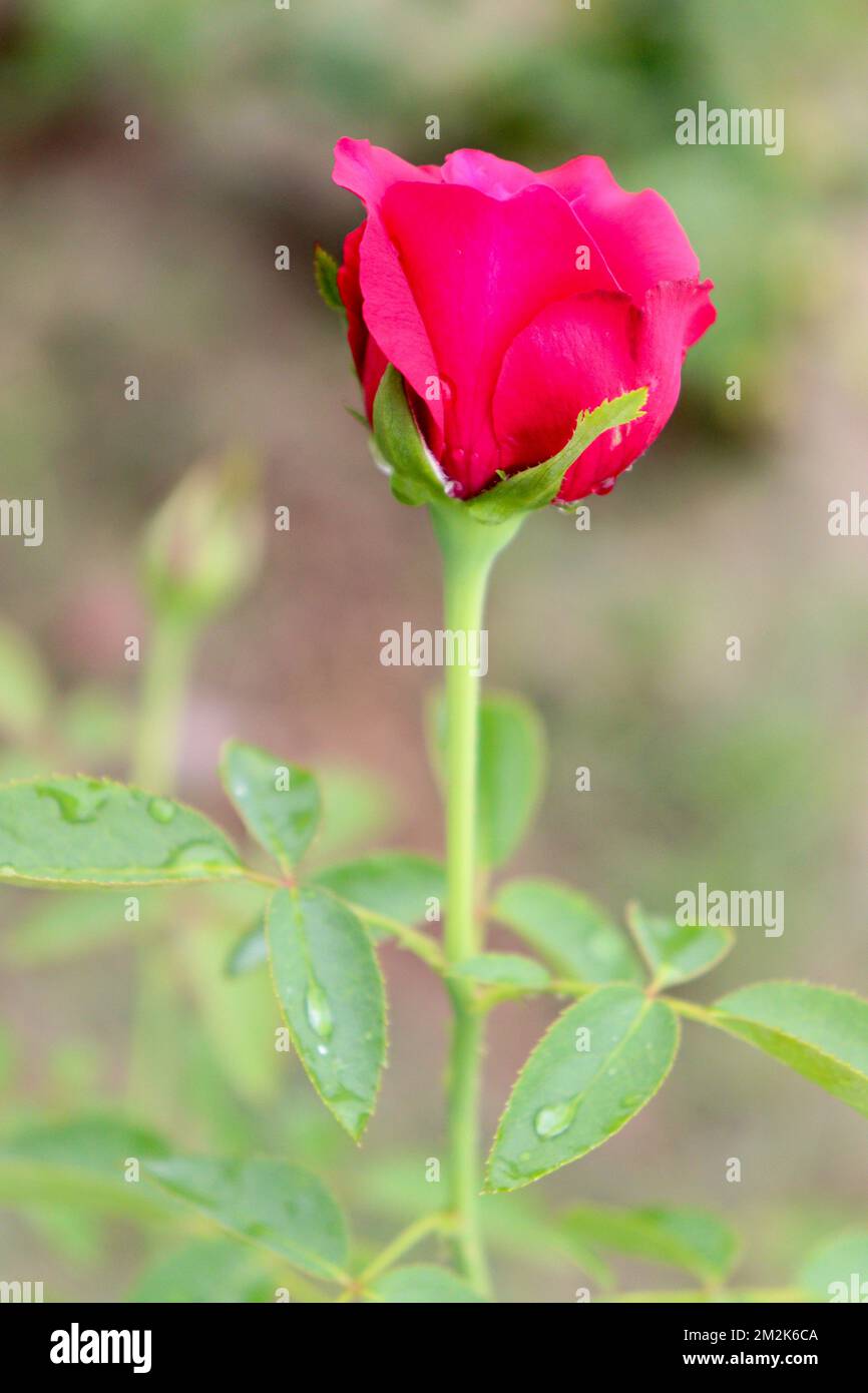 beautiful red colored rose on tree in firm for harvest Stock Photo