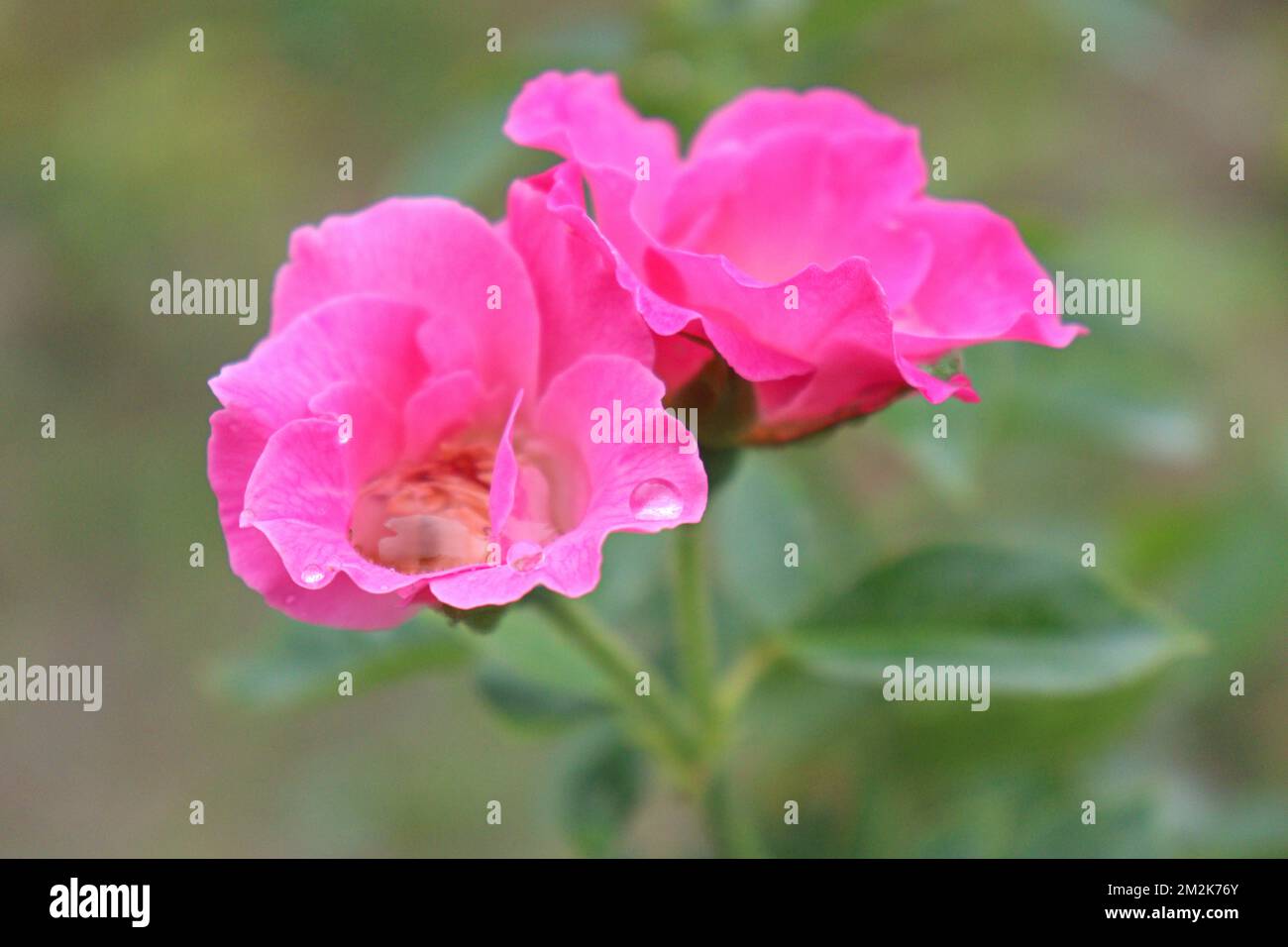 pink rose on tree in farm for harvest Stock Photo