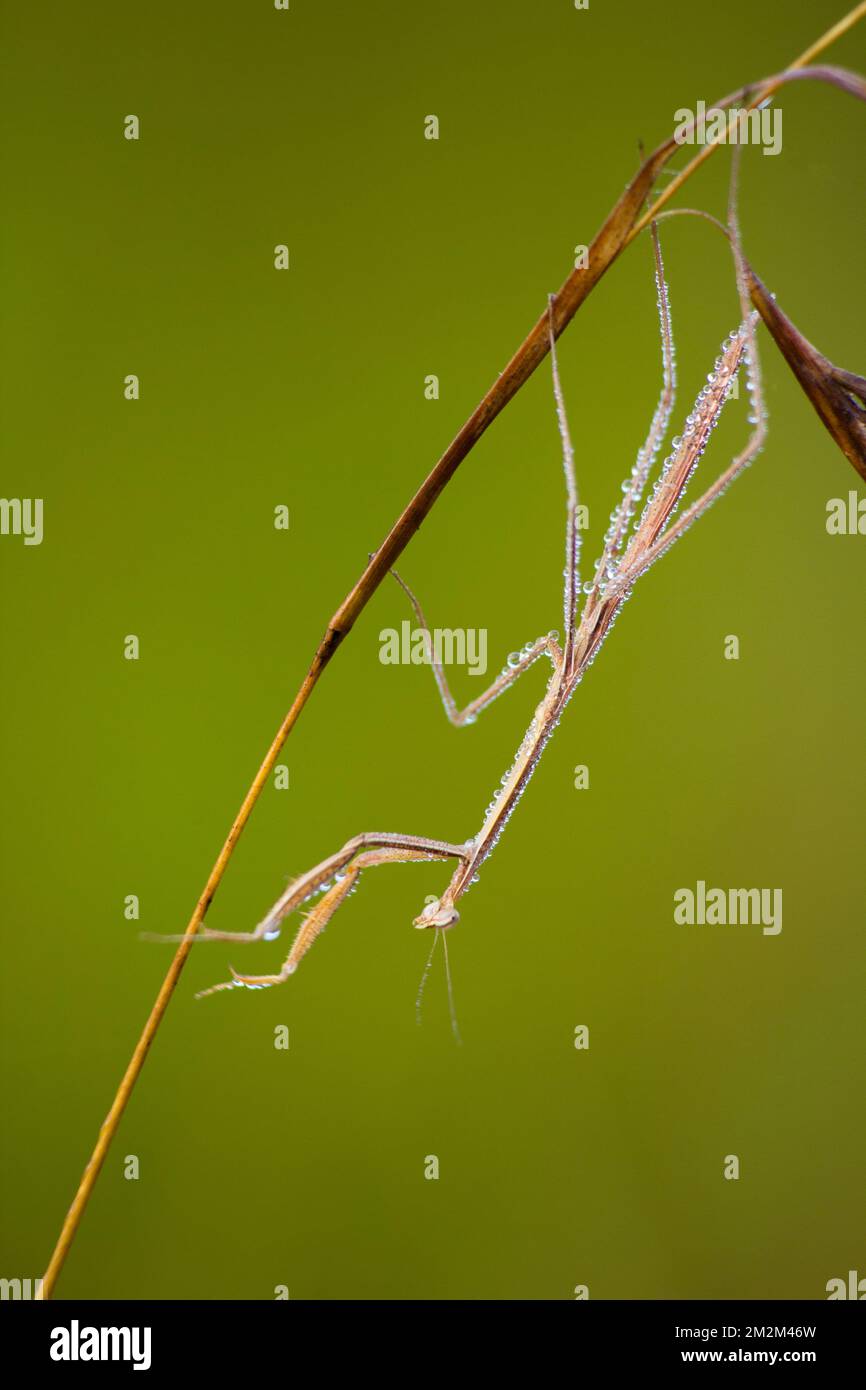Male Stick Mantid (Archimatis latistyla) covered in dew. Bundaberg Australia Stock Photo
