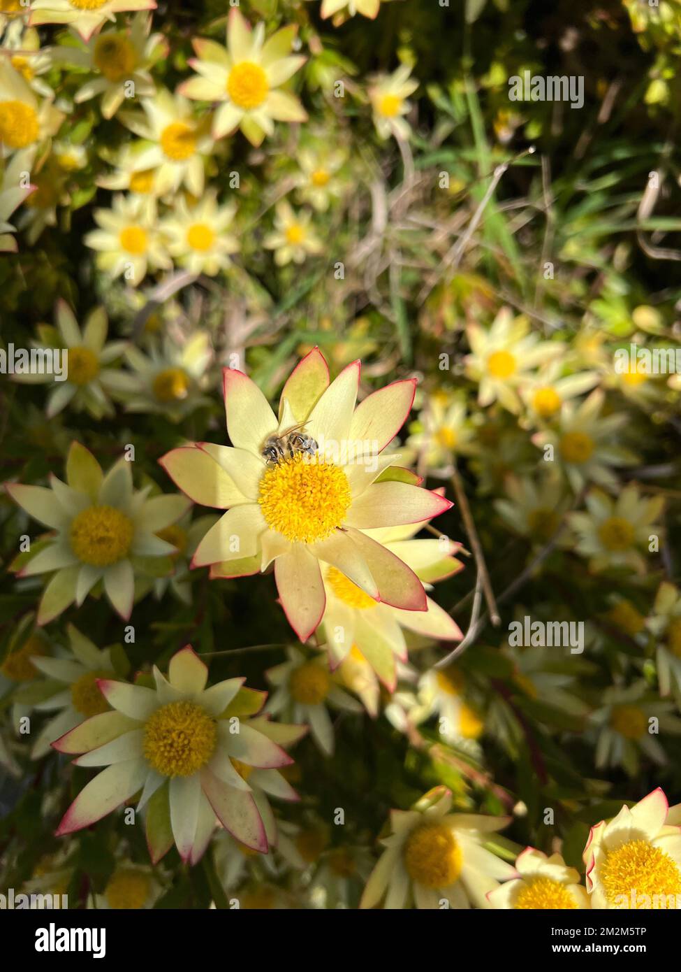 A vertical selective focus shot of yellow Conebushes flower in the garden Stock Photo
