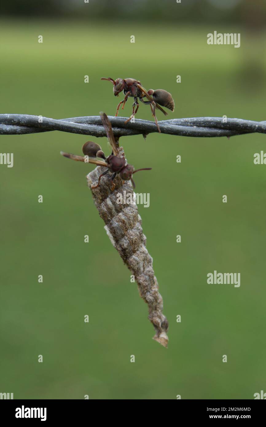 Brown Paper Wasp (Ropalidia revolutionalis) Bundaberg Australia Stock