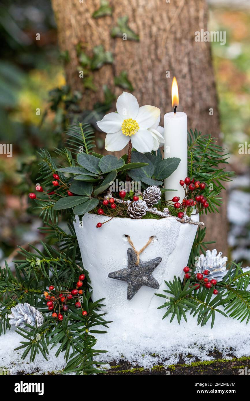 christmas decoration with helleborus niger in pot and white candle Stock Photo