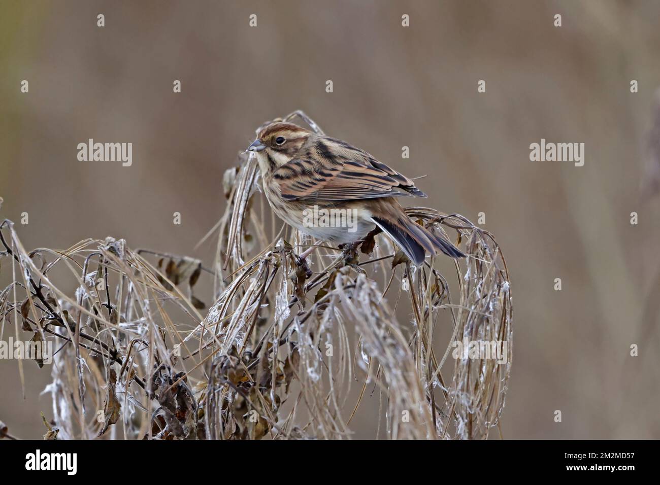 Female Reed Bunting eating seeds on a reed at Leighton Moss RSPB