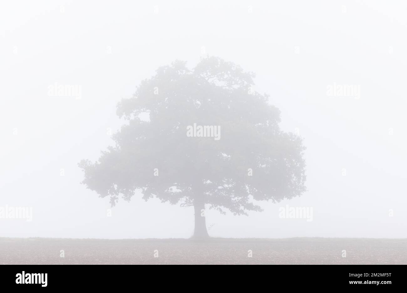 Solitary Oak tree in very thick freezing fog. UK. Stock Photo