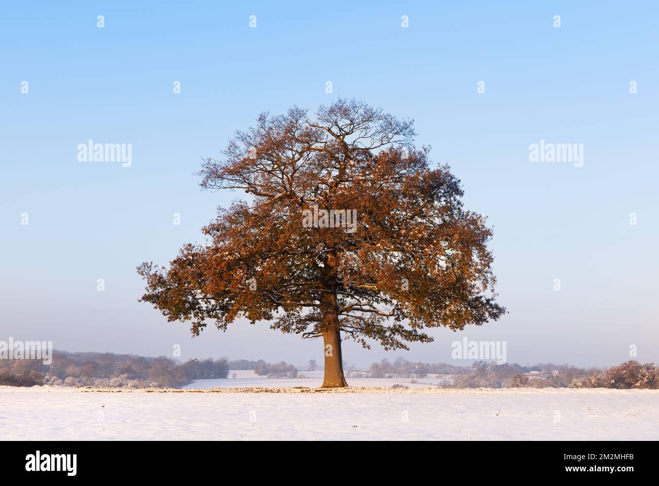 Solitary Oak tree on a sunny, snowy winters day. UK. Stock Photo