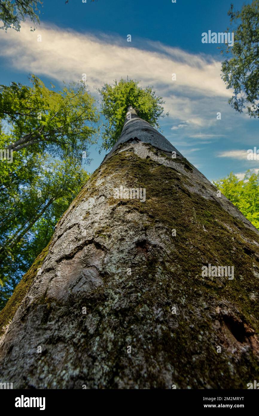 A low angle of a tree bark Stock Photo - Alamy