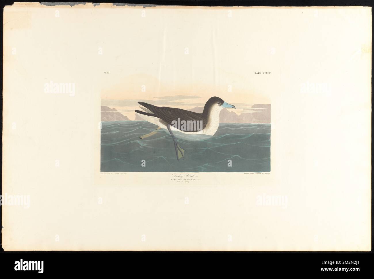 Dusky petrel, Lath. : Puffinus obscurus, Cuvier. Male in spring. c.1 v.3 plate 299 , Birds, Puffinus. The Birds of America- From Original Drawings by John James Audubon Stock Photo