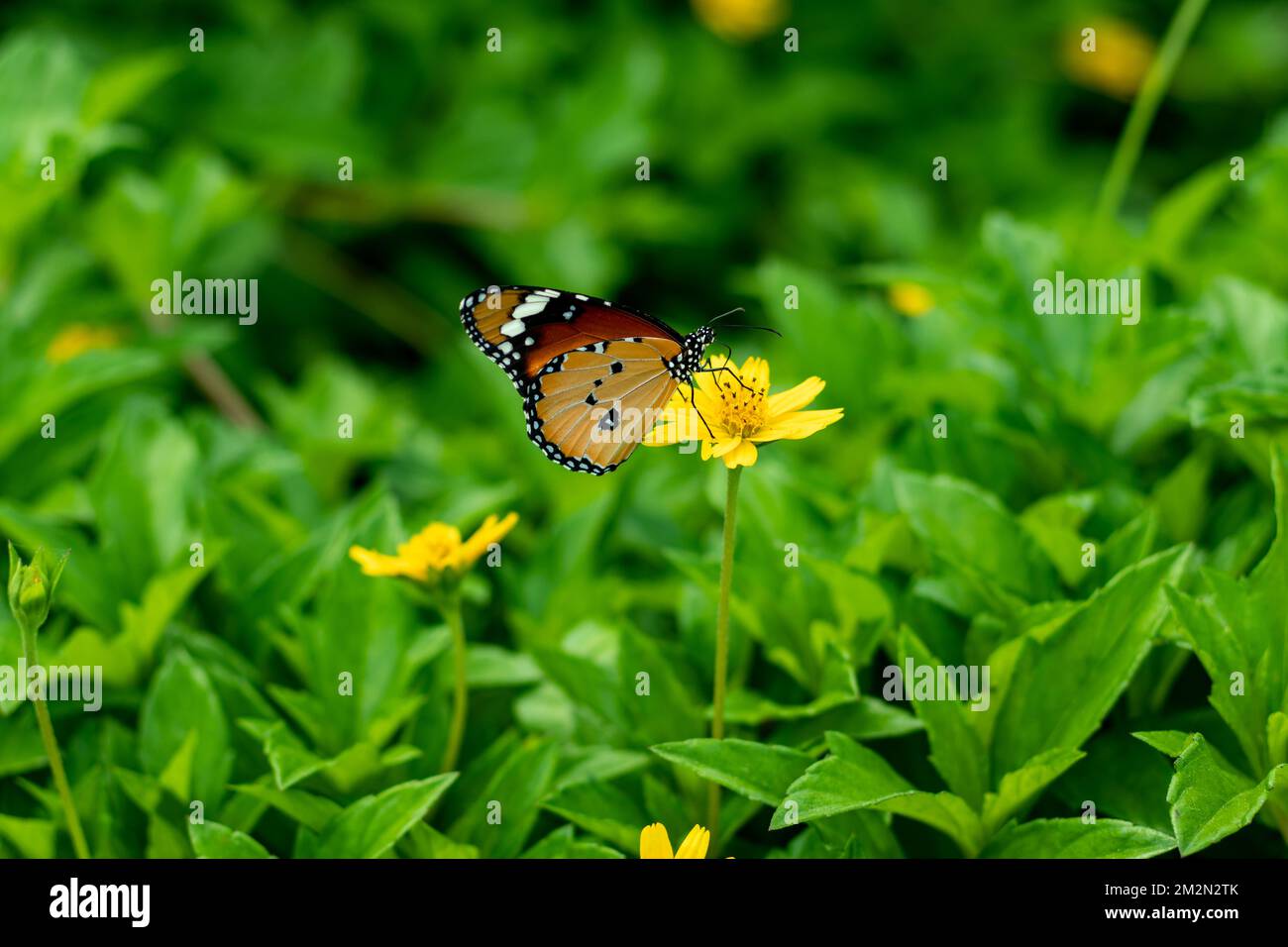 A beautiful colorful butterfly sitting on a wildflower and eating honey. Some butterfly wings look like leaves, flowers, or tree bark. Stock Photo