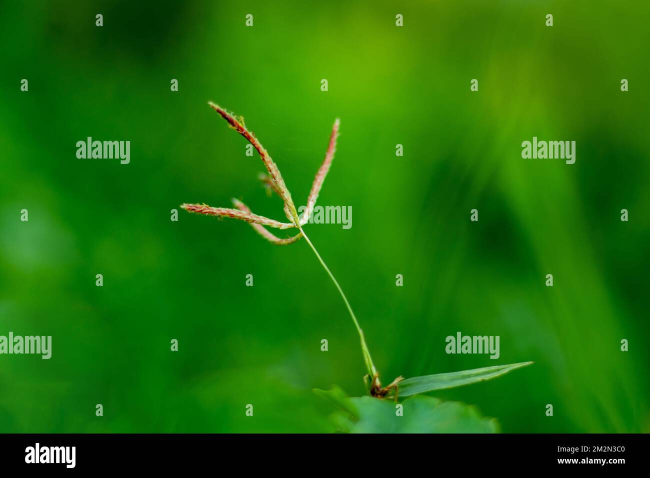 A very simple grass flower looks very beautiful on a green background Stock Photo