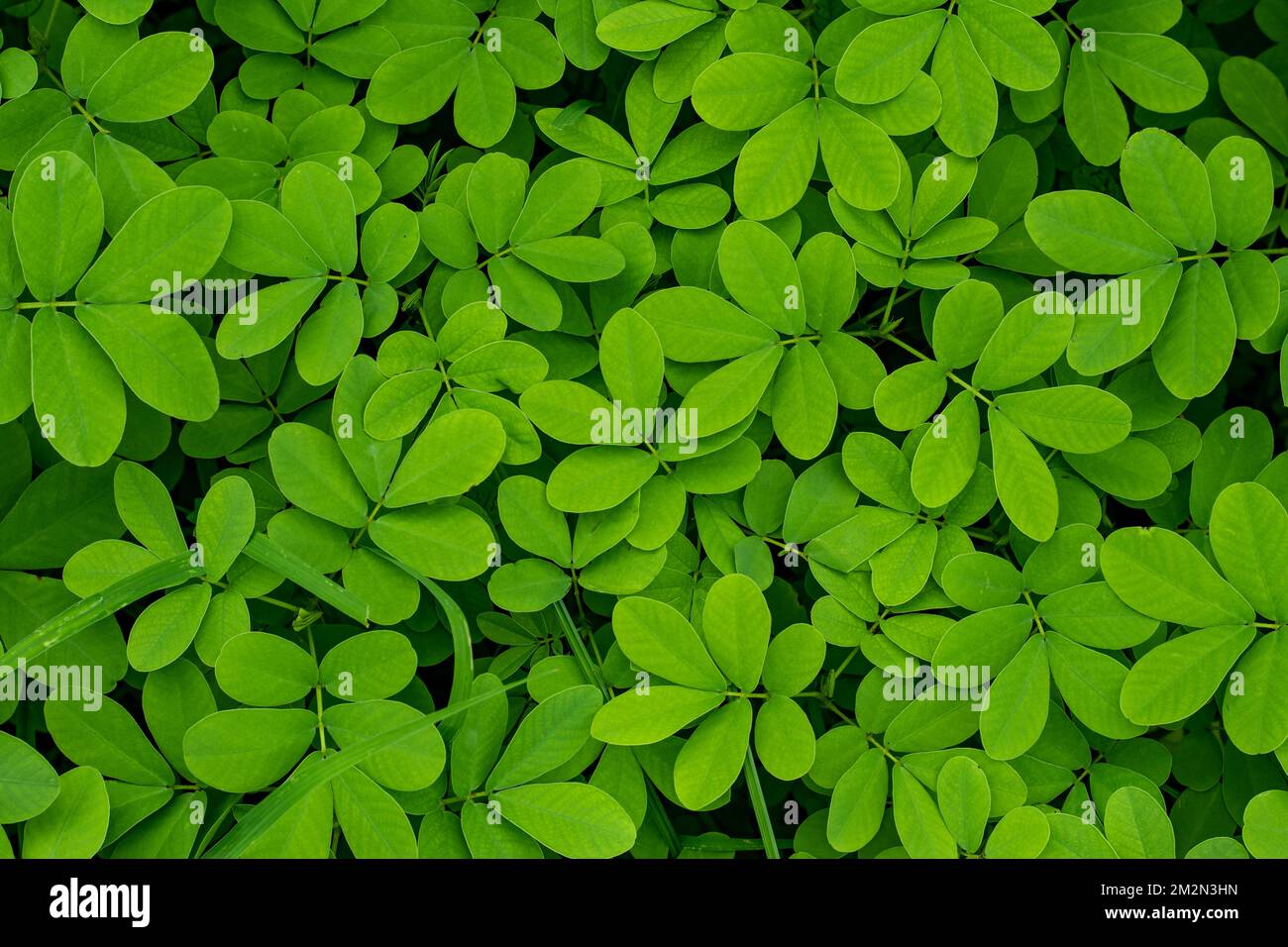 Arachis Pintoi leaf. Tropical Seeds. Common name Pinto Peanut. A legume for use in pastures, soil improvement, and conservation, and as a cover crop i Stock Photo