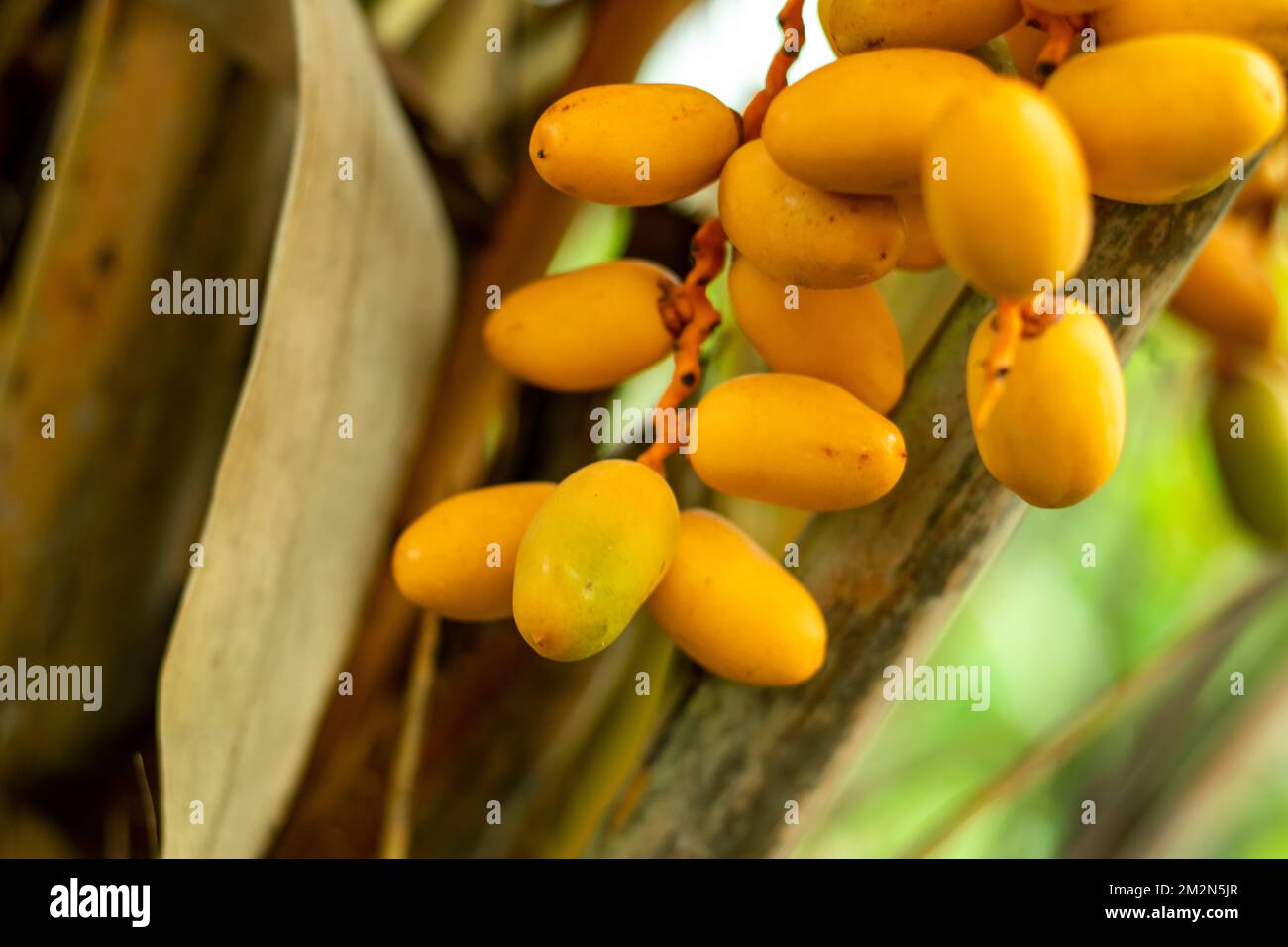 Dates are the delicious fruit grown from the date palm Phoenix dactylifera Date palms are native to the Persian Gulf area of the Middle East. Dates ar Stock Photo