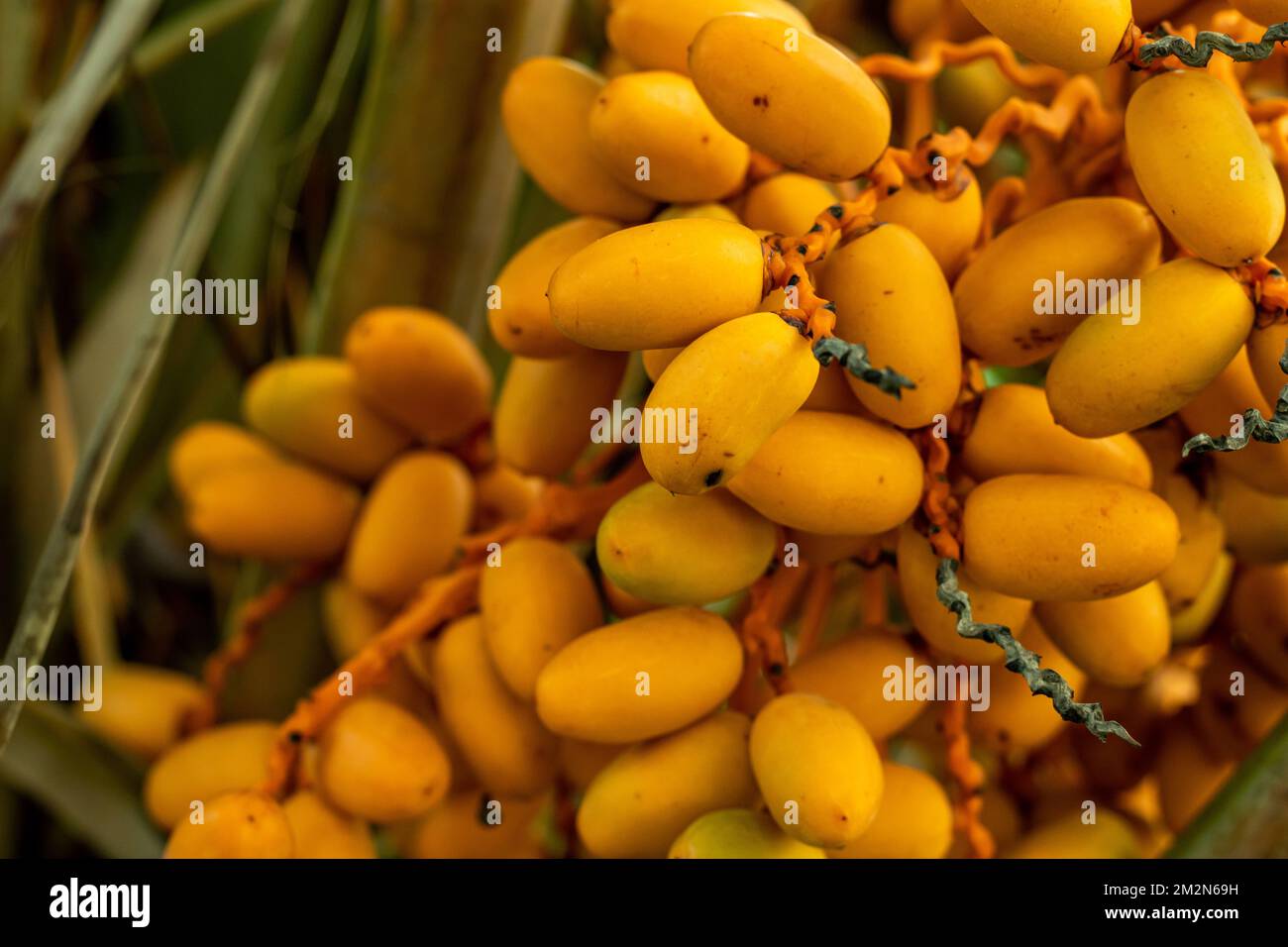 Fresh dates are delicious and eaten just as they are, with a cup of coffee or mug of tea alongside to cut the sweetness. The date is a mainstay of the Stock Photo