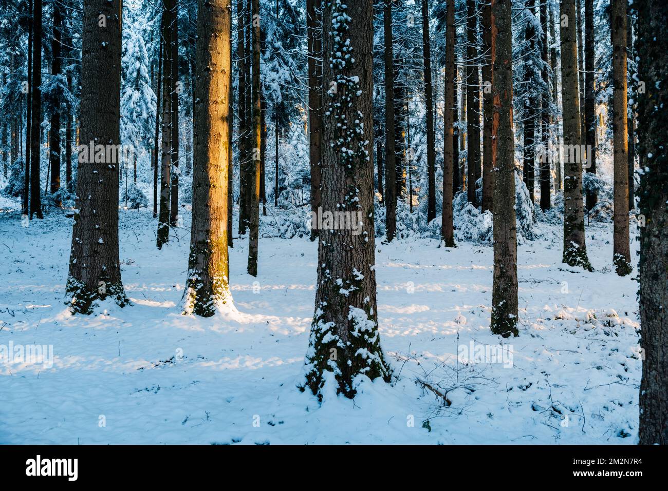 winter sun shining into deep frozen forest in Emmental Stock Photo