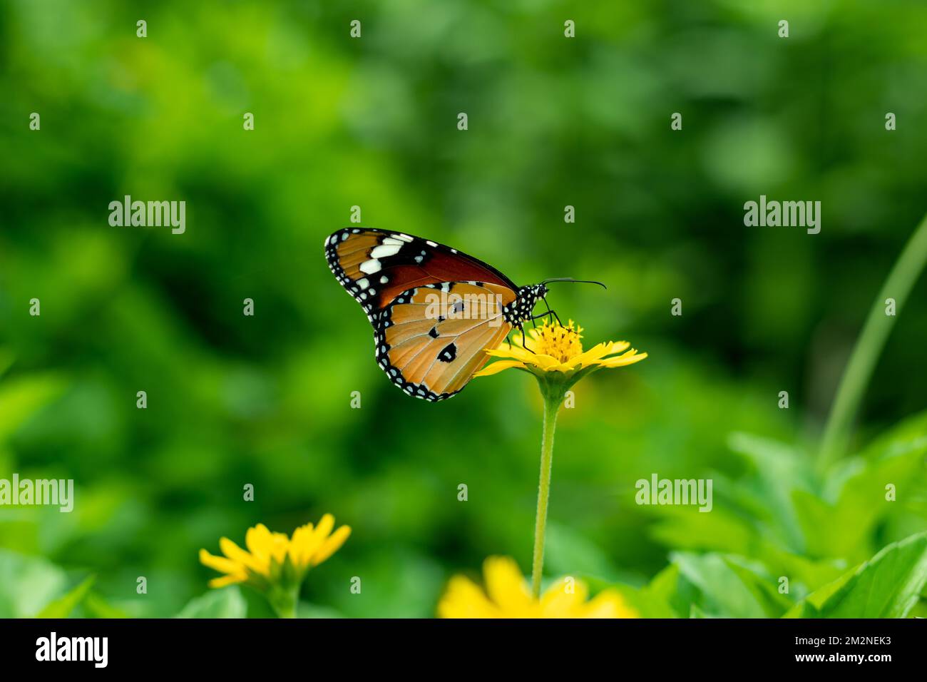 The butterfly holds very still while sitting on certain plants it will blend in. Some butterfly wings look like leaves, flowers, or tree bark. Stock Photo