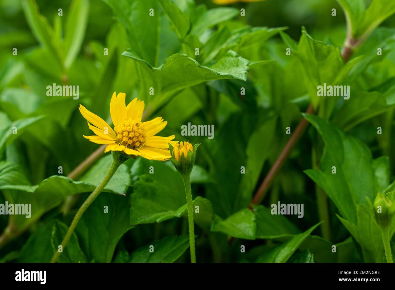 Yellow stargrass flowers are found in open woodland, dry prairies, and meadow hillsides and beautiful colorful butterfly sit on the flowers and eat ho Stock Photo